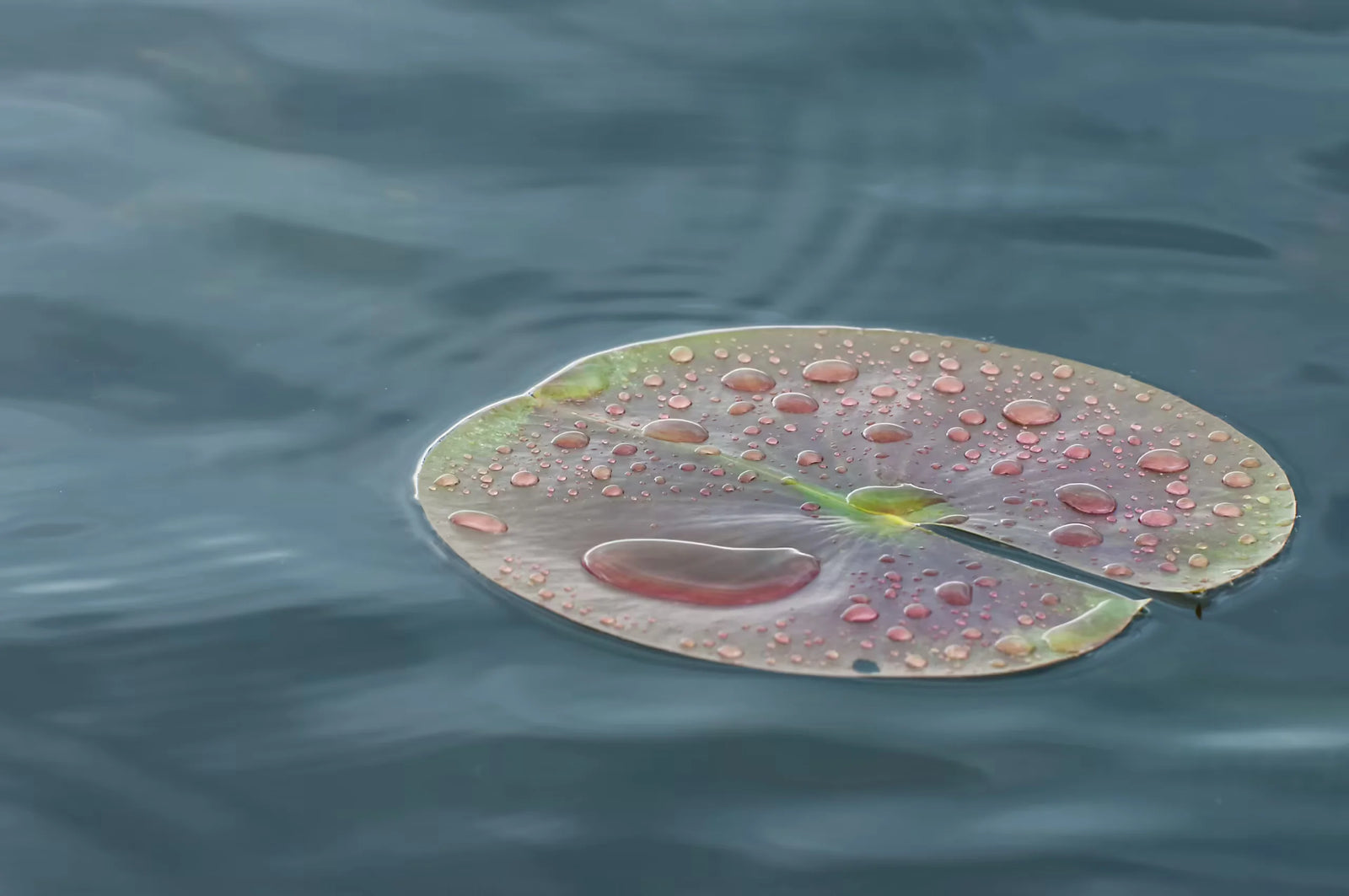 Hyaluronic Acid: A Transformative Beauty Supplement